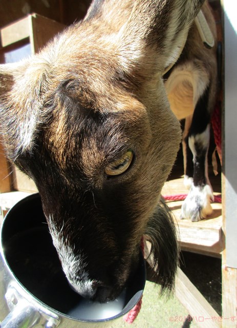 ハローやぎーず-ヤギの餌-ヤギがよろこぶ飲み物★トップ10-米-研ぎ汁