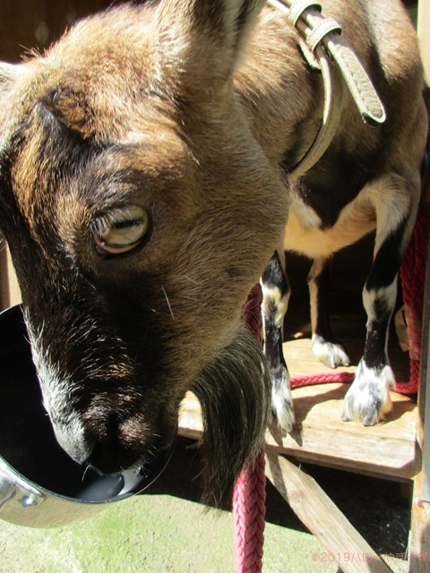 ハローやぎーず-ヤギの餌-ヤギがよろこぶ飲み物★トップ10-米-研ぎ汁