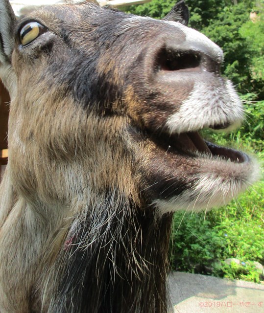 ハローやぎーず-ヤギの餌-ヤギがよろこぶ飲み物★トップ10-米-研ぎ汁