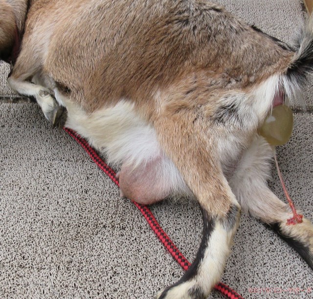 ハローやぎーず-ヤギの里親募集-ヤギの繁殖から譲渡まで-山羊-出産-破水-分娩-羊水