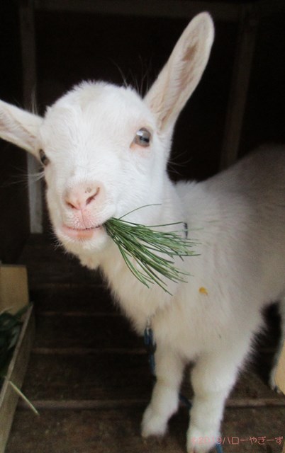 ハローやぎーず-ヤギの里親募集-ヤギの繁殖から譲渡まで-山羊-仔ヤギ-子ヤギ