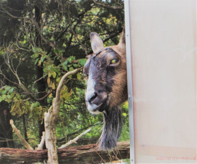 雌ヤギ,むぎちゃん，山羊，ガン見，見る，視線