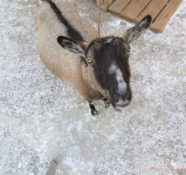 雌ヤギ,むぎちゃん，山羊，ガン見，見る，視線