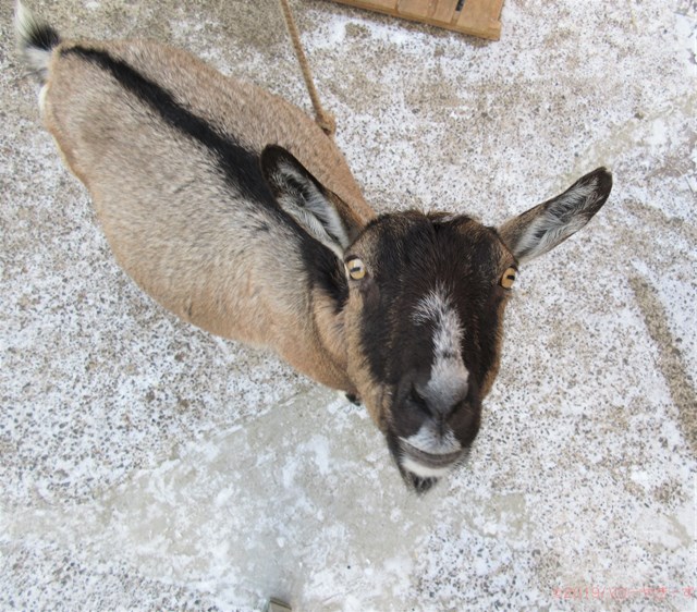 雌ヤギ,むぎちゃん，山羊，ガン見，見る，視線