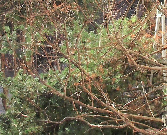 雌ヤギ,むぎちゃん，山羊，ガン見，見る，視線