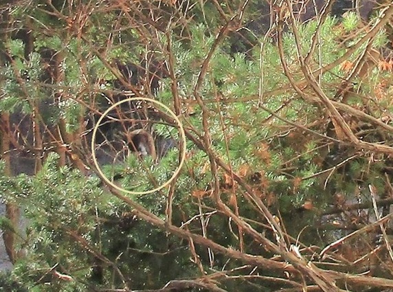 雌ヤギ,むぎちゃん，山羊，ガン見，見る，視線