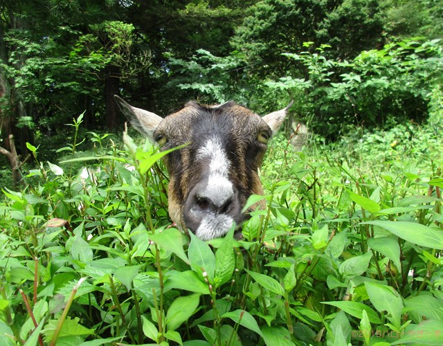 雌ヤギ,むぎちゃん，山羊，ガン見，見る，視線