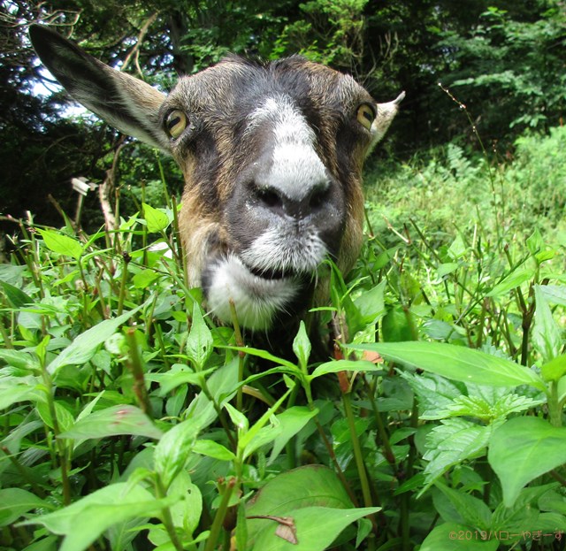 雌ヤギ,むぎちゃん，山羊，ガン見，見る，視線