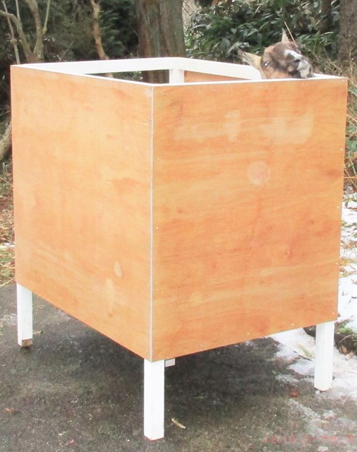 雌ヤギ,むぎちゃん，山羊，ガン見，見る，視線