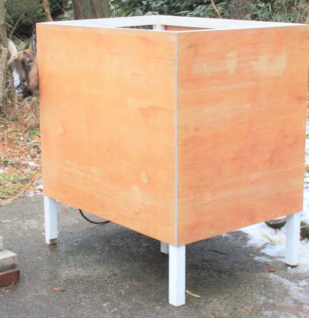 雌ヤギ,むぎちゃん，山羊，ガン見，見る，視線