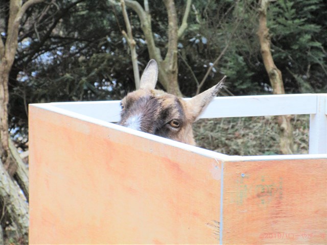 雌ヤギ,むぎちゃん，山羊，ガン見，見る，視線