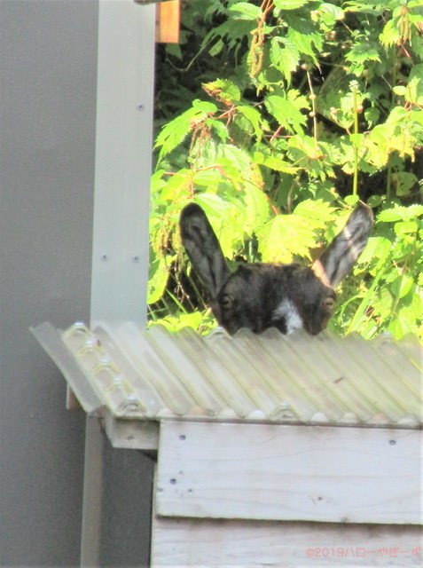 雌ヤギ,むぎちゃん，山羊，ガン見，見る，視線