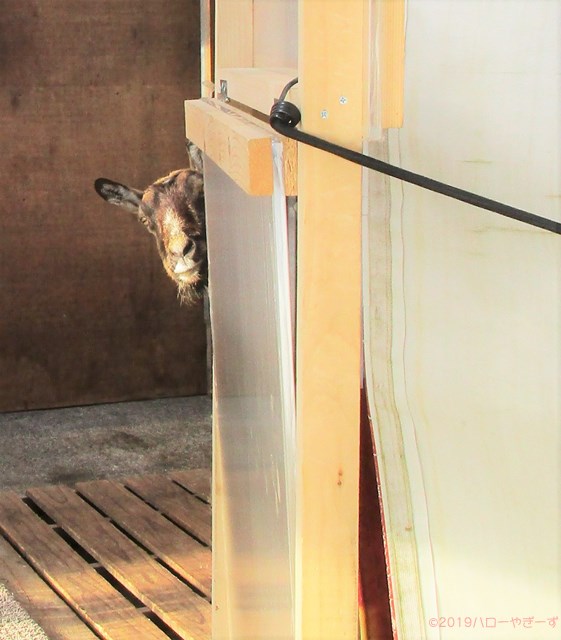 雌ヤギ,むぎちゃん，山羊，ガン見，見る，視線