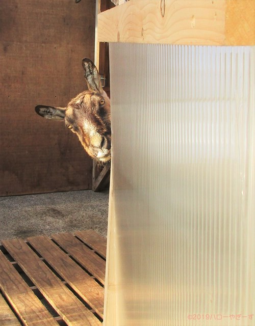 雌ヤギ,むぎちゃん，山羊，ガン見，見る，視線