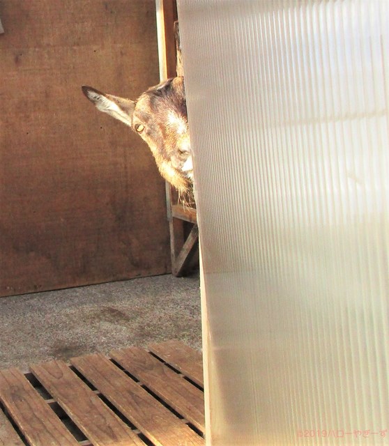 雌ヤギ,むぎちゃん，山羊，ガン見，見る，視線