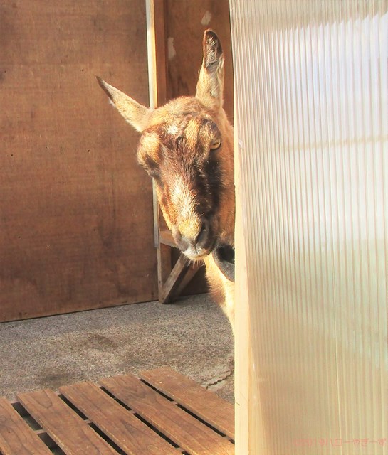 雌ヤギ,むぎちゃん，山羊，ガン見，見る，視線