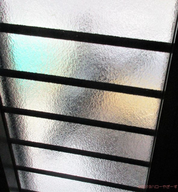 雌ヤギ,むぎちゃん，山羊，ガン見，見る，視線