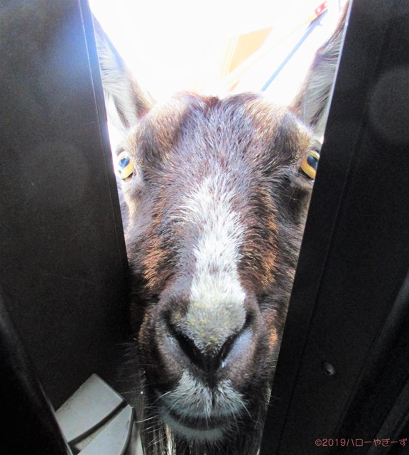 雌ヤギ,むぎちゃん，山羊，ガン見，見る，視線