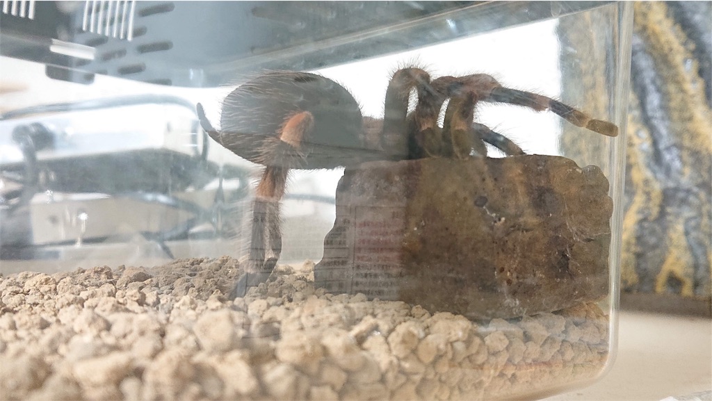 f:id:helveticastn:20190824211911j:image f:id:helveticastn:20190824211911j:image