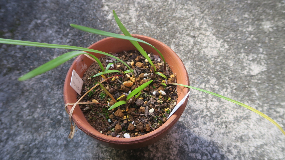 キルタンサスを室内にとりこむ - 本と植物と日常