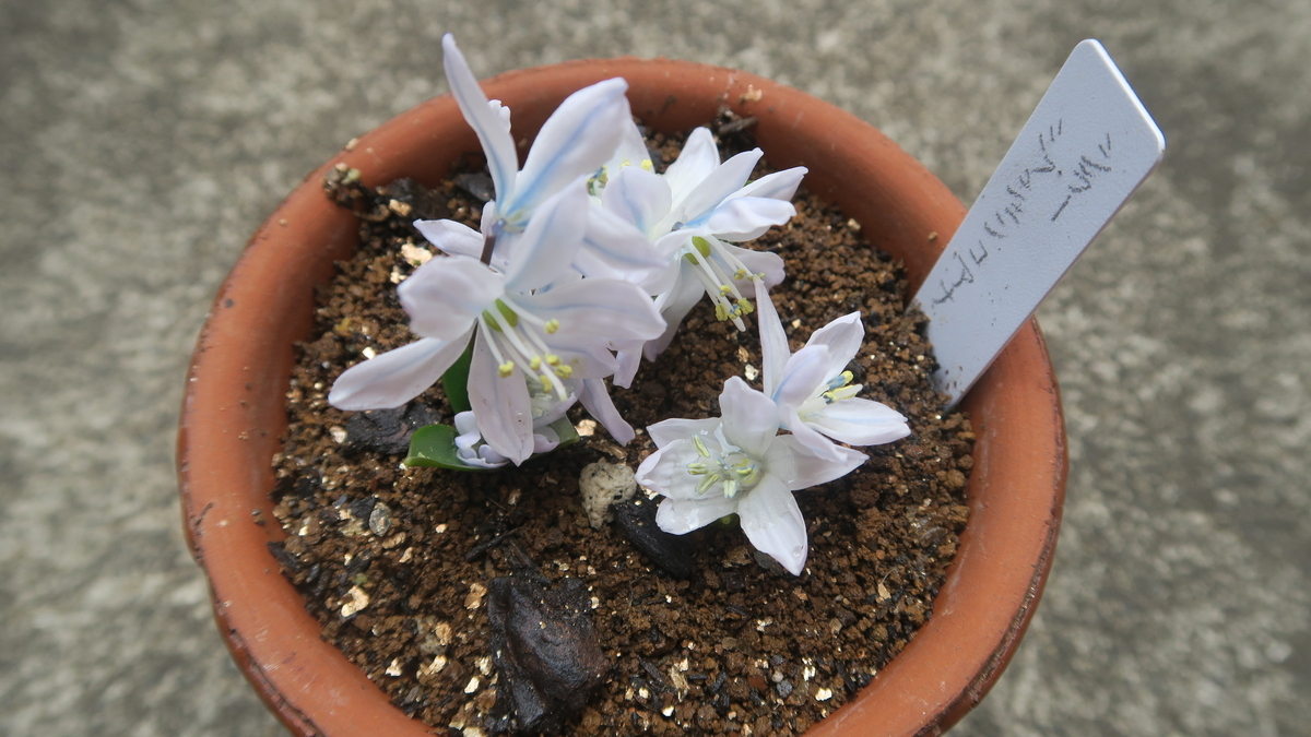 戸外で早くもシラー・ミッシェンコアナが開花 - 本と植物と日常