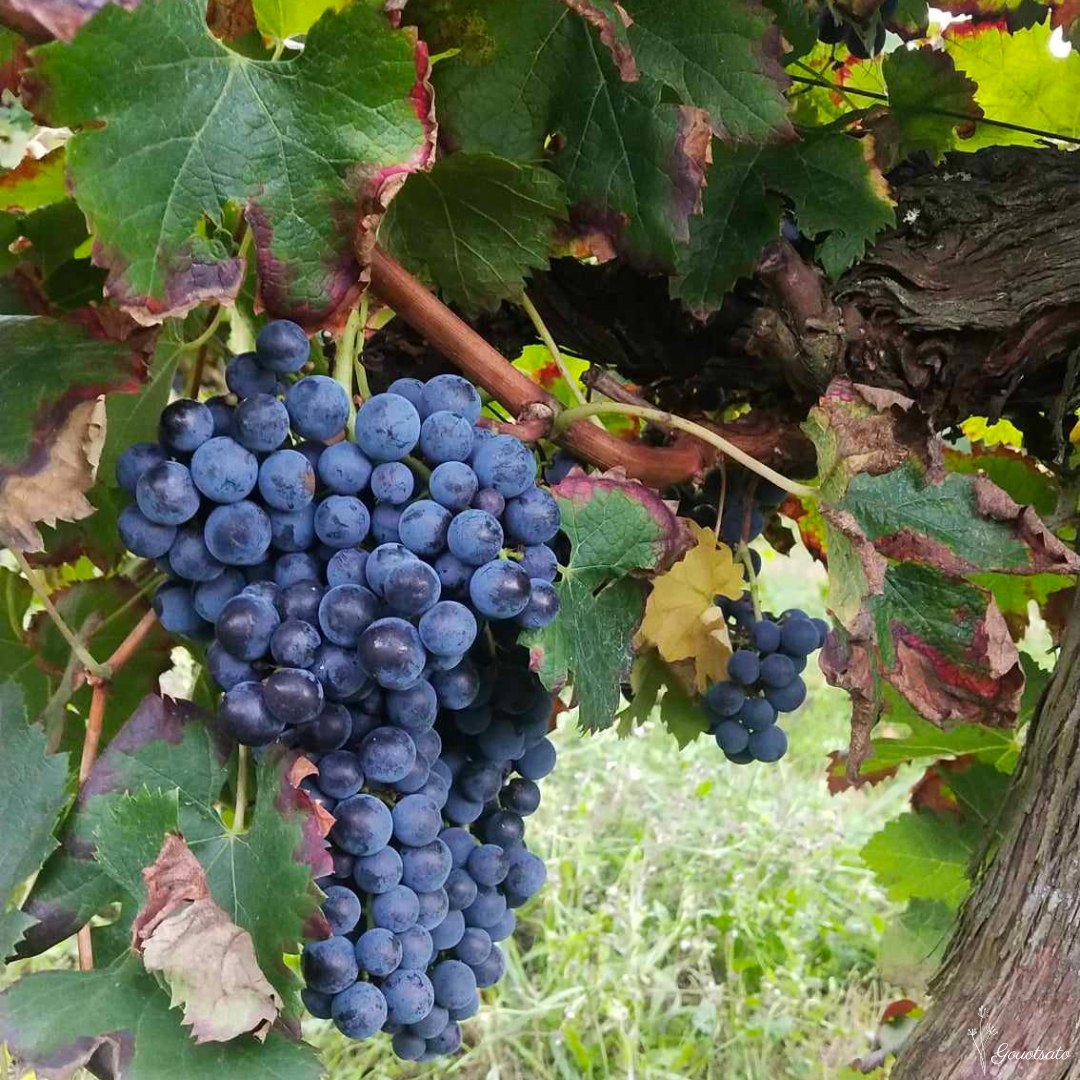 ワイナリーでぶどう収穫のお手伝い🍇 - まさかのフランス