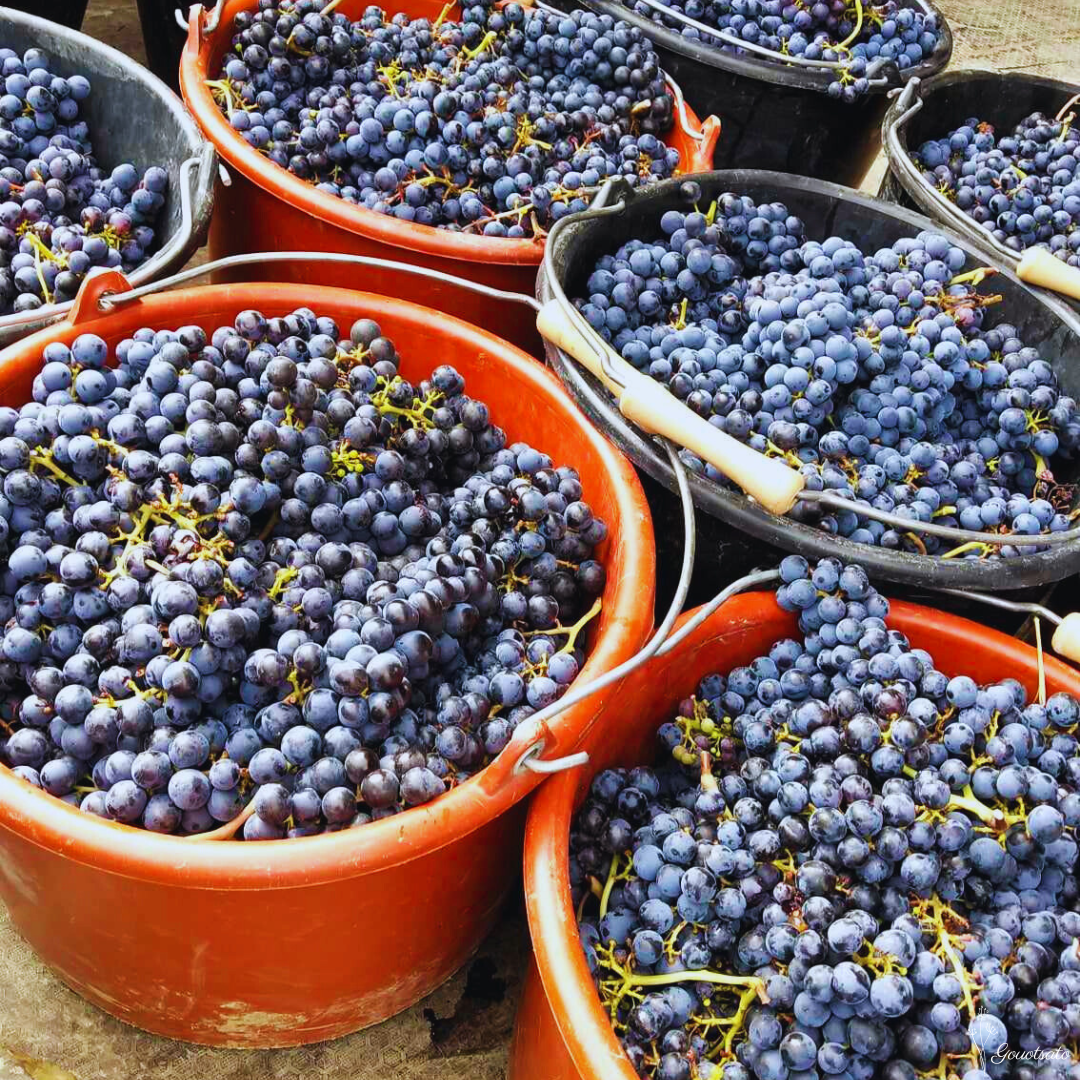 ワイナリーでぶどう収穫のお手伝い🍇 - まさかのフランス