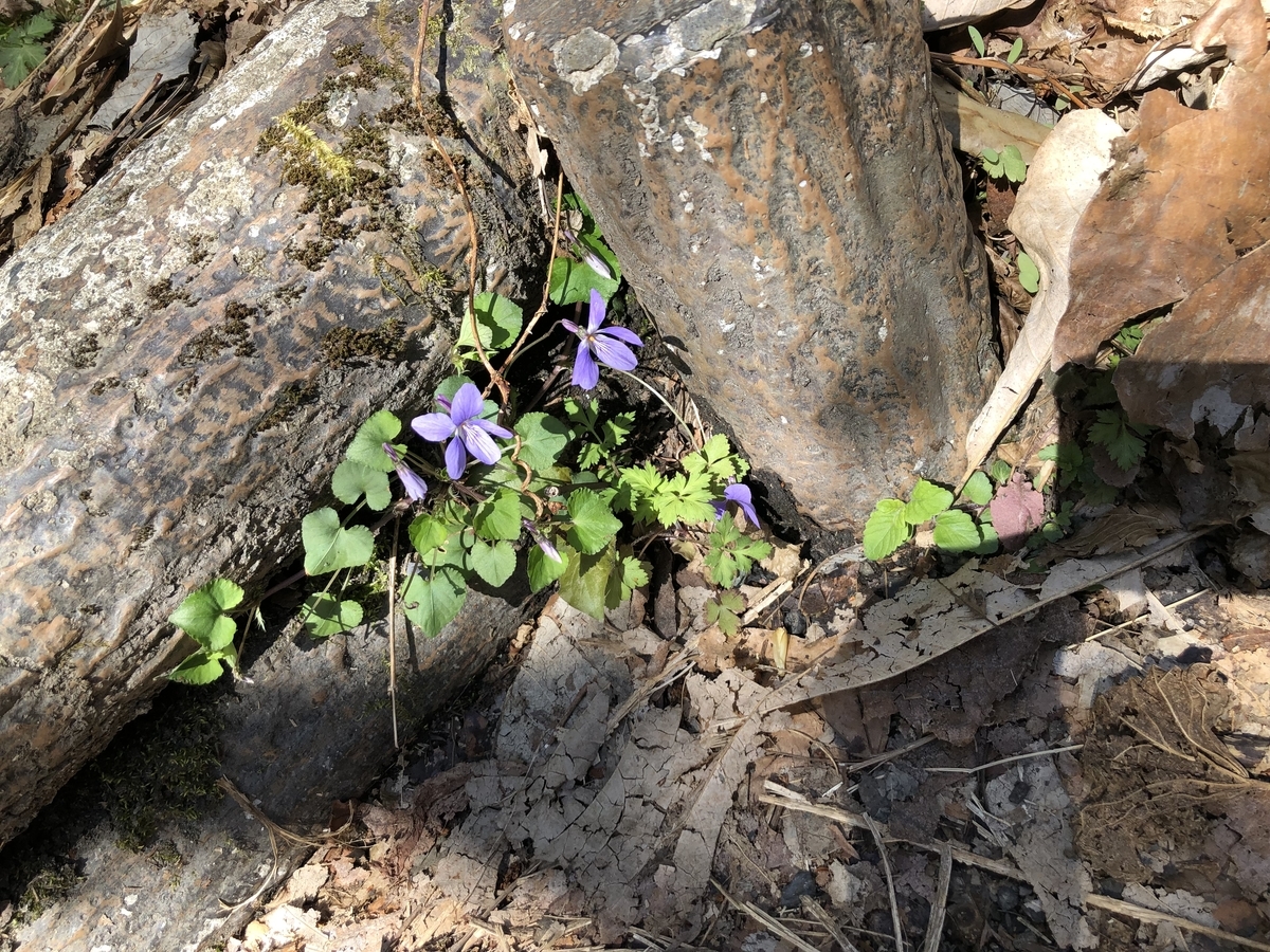f:id:henatan:20190414195338j:plain f:id:henatan:20190414195338j:plain