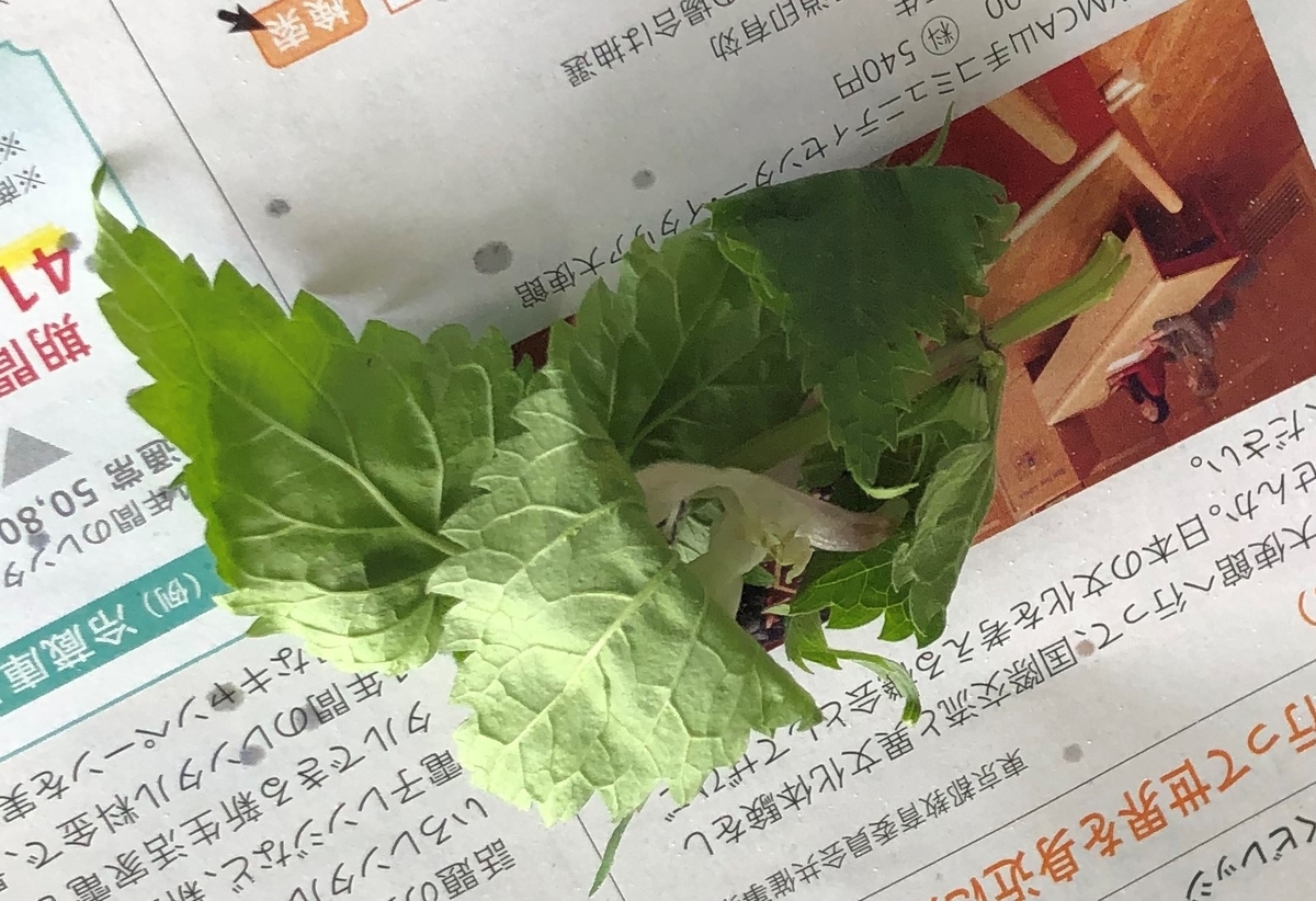 f:id:henatan:20190519203520j:plain f:id:henatan:20190519203520j:plain