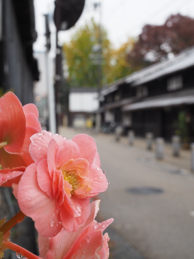 f:id:henkodekinai:20161121004955j:plain