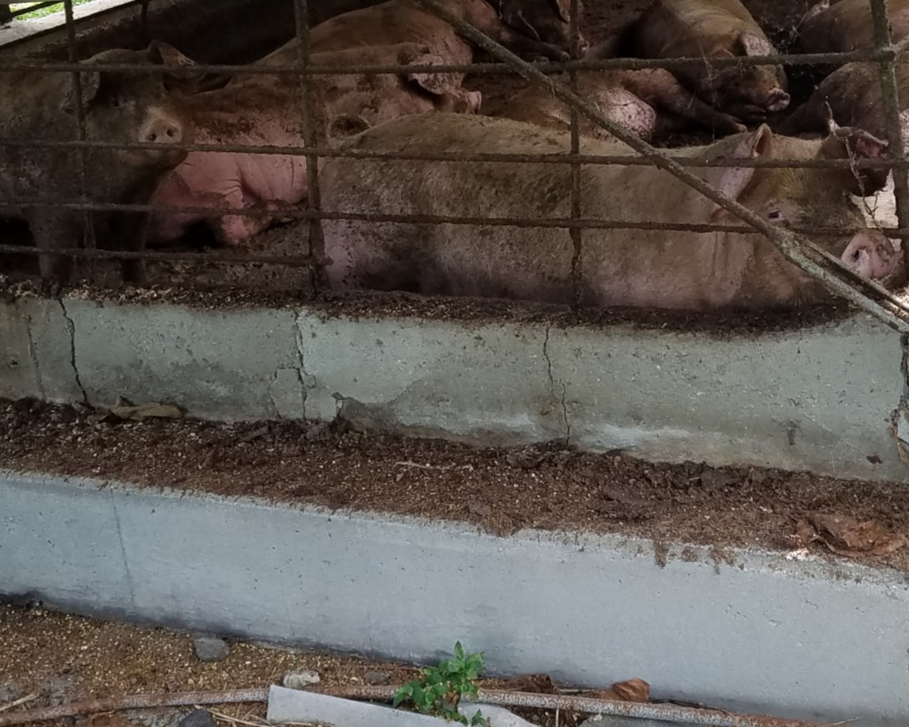 f:id:henlo:20190712220306j:image