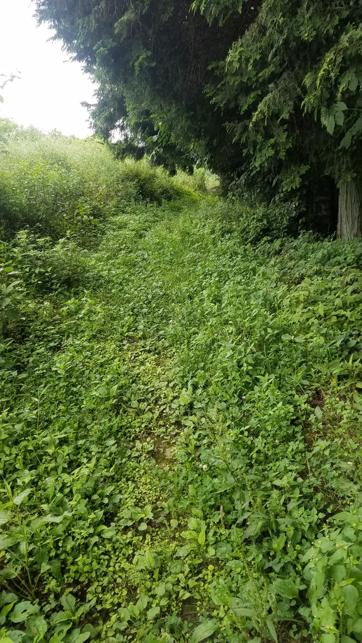 f:id:henlo:20190713215919j:image