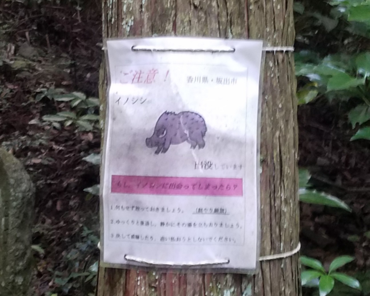 f:id:henlo:20190716232819j:image