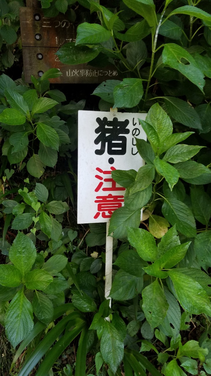 f:id:henlo:20190716233630j:image