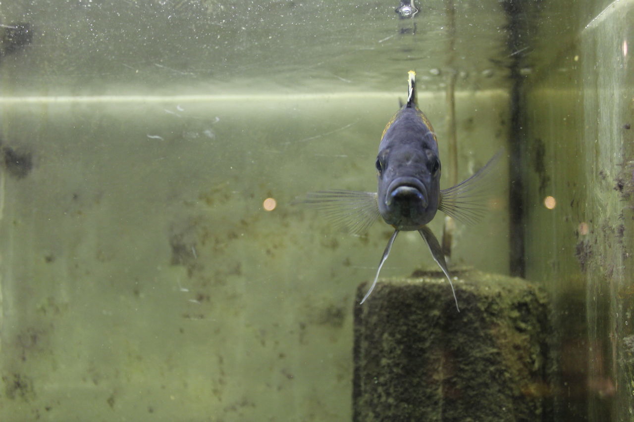 f:id:henmichieco:20190824001223j:plain f:id:henmichieco:20190824001223j:plain