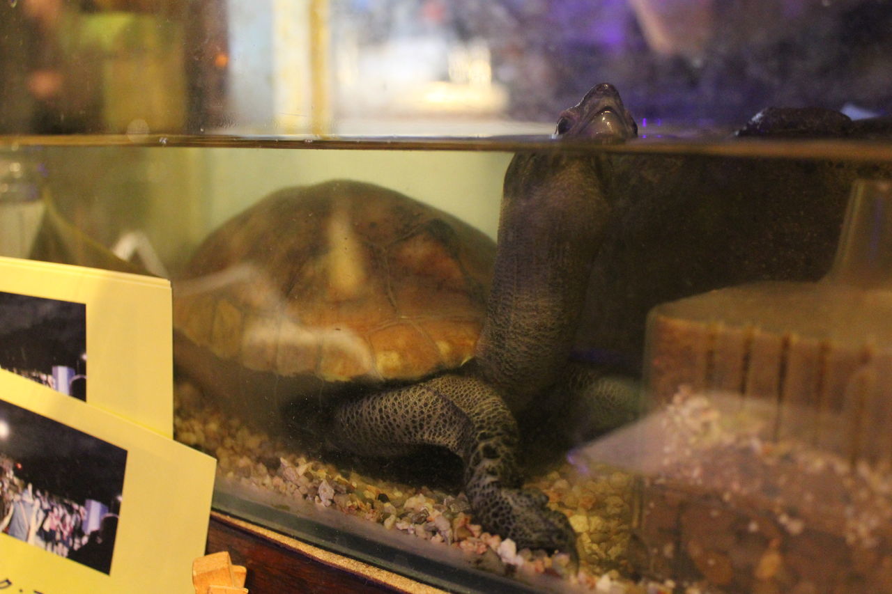 f:id:henmichieco:20190824001235j:plain f:id:henmichieco:20190824001235j:plain