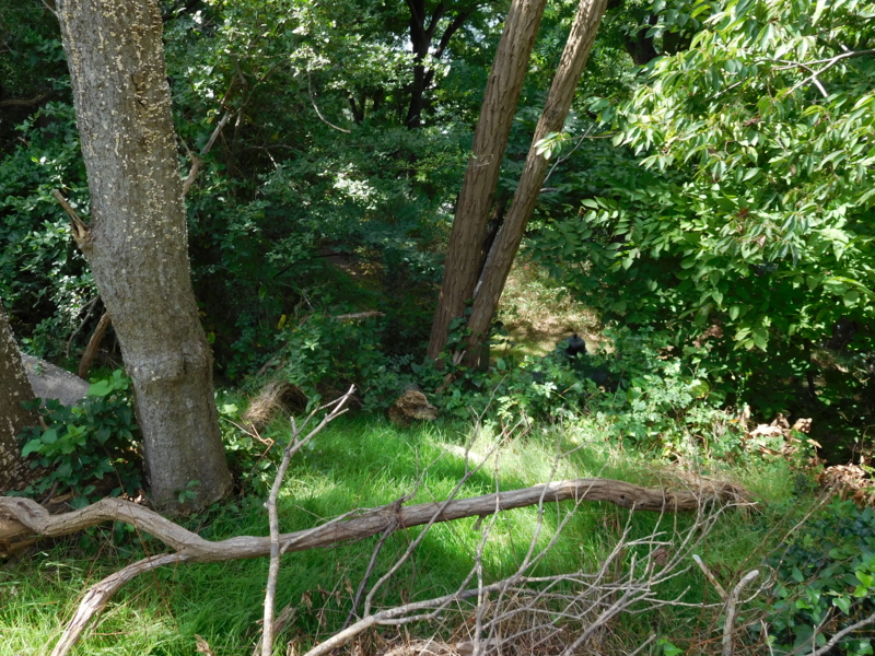 f:id:henrilesidaner:20161002134947j:plain