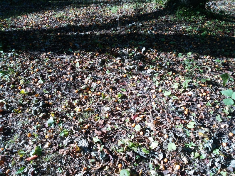 f:id:henrilesidaner:20161103125321j:plain