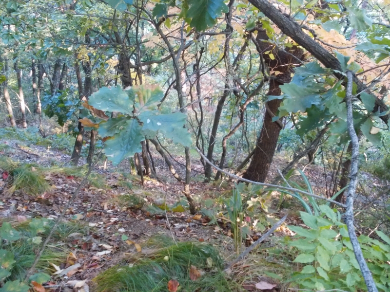 f:id:henrilesidaner:20161104224643j:plain