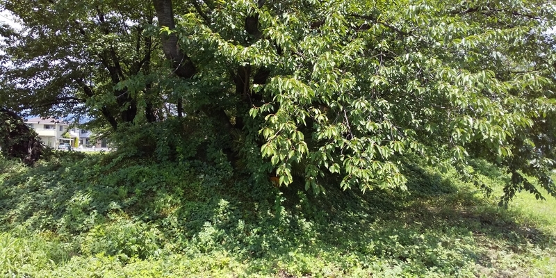 f:id:henrilesidaner:20190728113128j:plain
