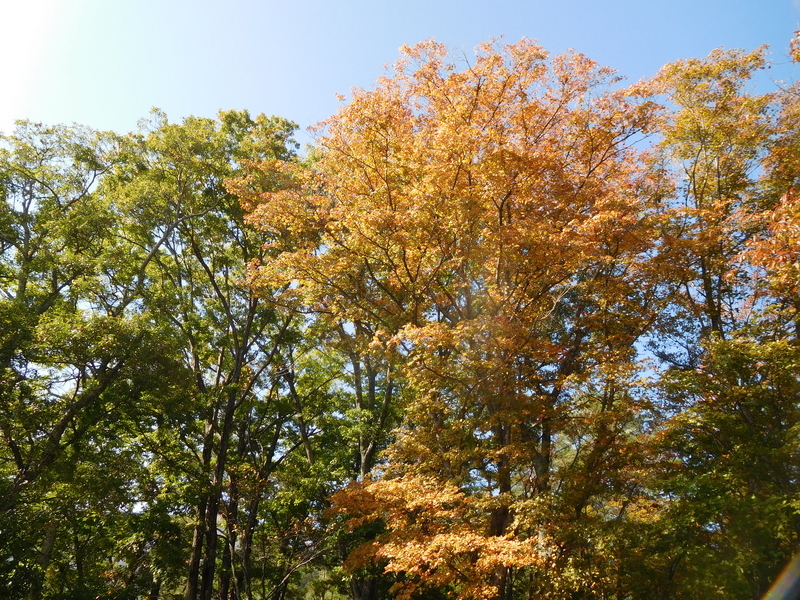 f:id:henrilesidaner:20200630094440j:plain