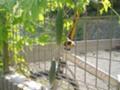 [畑]ニガウリ