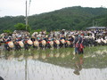 [広島]壬生の花田植