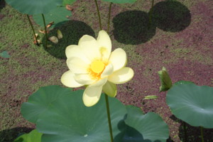 20100716111505