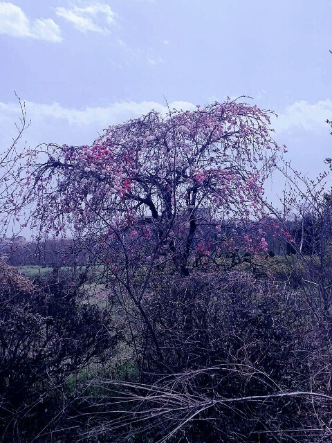 f:id:henrymiura:20240401232644j:image