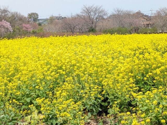 f:id:henrymiura:20240401232652j:image