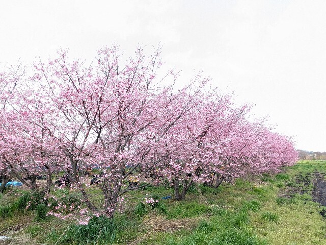 f:id:henrymiura:20240401232704j:image