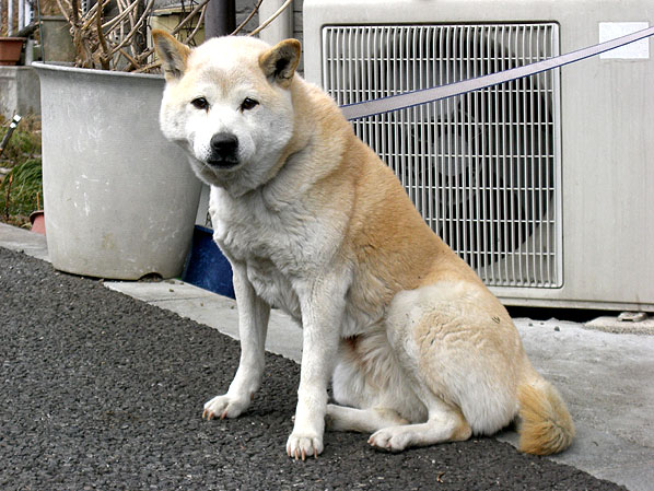 f:id:hentekoh:20110709073632j:image f:id:hentekoh:20110709073632j:image