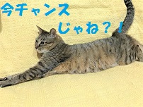 f:id:hentekomura:20170905165433j:plain f:id:hentekomura:20170905165433j:plain