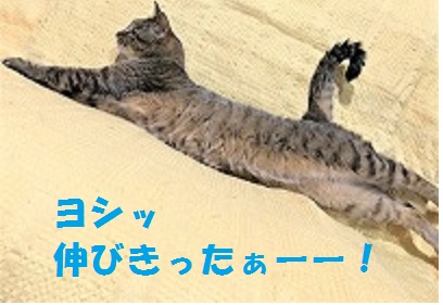f:id:hentekomura:20170905165648j:plain f:id:hentekomura:20170905165648j:plain